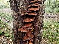Inonotus cuticularis-amf1531